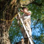 Emergency Tree Service Available When You Need It Most
